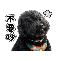 小亮這兒