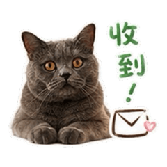 咪醬預約回覆第一彈