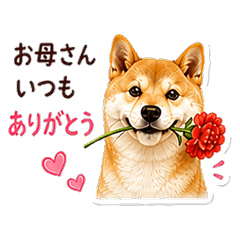 柴犬太郎 媽媽謝謝你