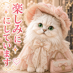 ojousama cat