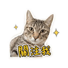 小咪寶貝是霸王龍喔