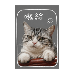 多寶貝哇