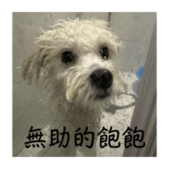 5.5公斤的飽飽永遠是你的寶寶