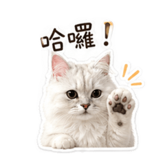 拉拉小貓咪日常