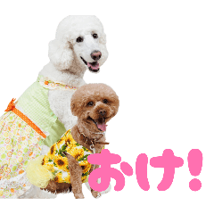 Belle_20260504205723