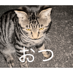 shinichi_20260504141426