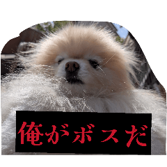 kinapiko_20260427153803