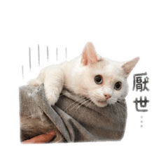 專屬小貓