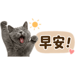 藍貓貓日常用語