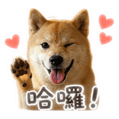 可愛的柴犬（波妞）1