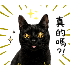 吉吉的超好用實用對話