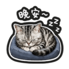 宅男系美貓