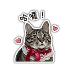 DOMI喵日記 ➊