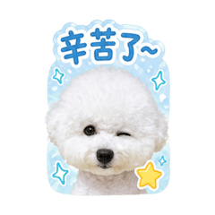 韓國比熊犬拿鐵的日常生活