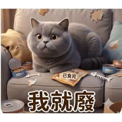 英短藍貓LUKA 的一天