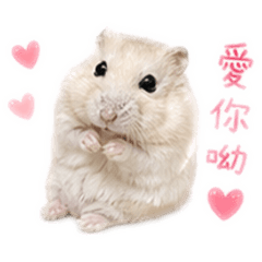 我的名字叫鼠條