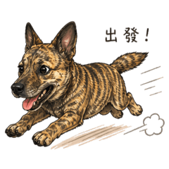 我是虎斑犬-黑糖