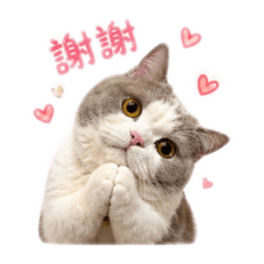 我的波力小寶貝