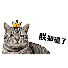 A Meow's Daily Life