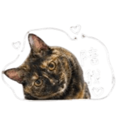 我的嚕咪mi