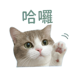 茶茶的日常篇1