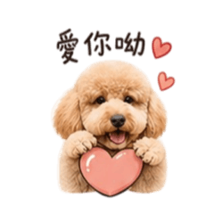球球 貴賓