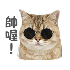 Nico的爽爽貓生