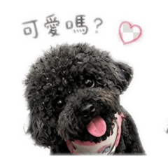黑貴賓nono