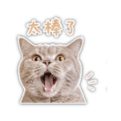 英短泡芙