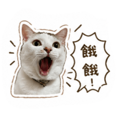 麻糬の日常2