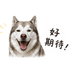 二哈-哈士奇-魯蛋ㄦ