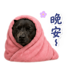 巧克力朱古力Gary蛤蠣