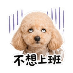余丸の療癒日常