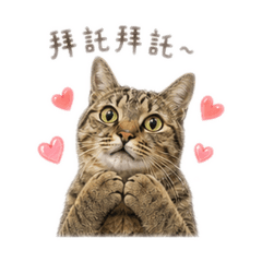 夢龍不是妹控