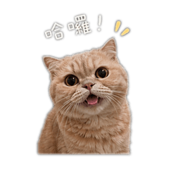 哆楽茶理麥  Vol.01