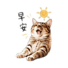 一金貓貓