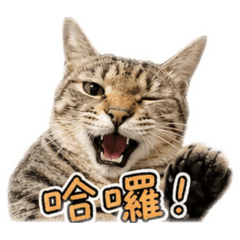 霸王龍小咪