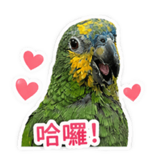 橙翅妮妮日常