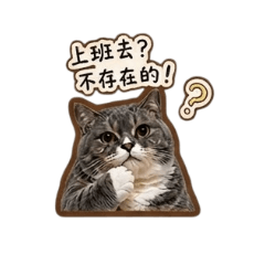 逗逗小豬咪