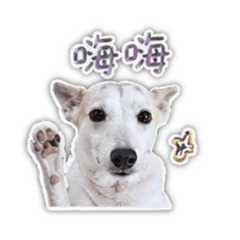 阿迷老二