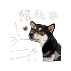 黑柴可樂：陪你過每一天