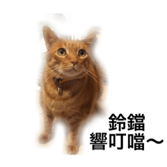love money cat