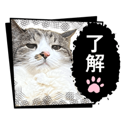 catstamp20260504