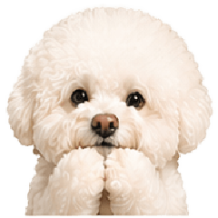 拜託比熊 COCO