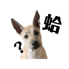 噗啾貝｜米克斯犬