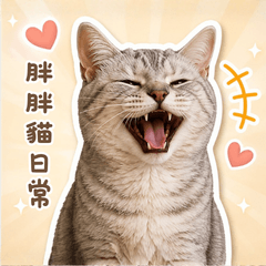 胖胖貓的可愛日常