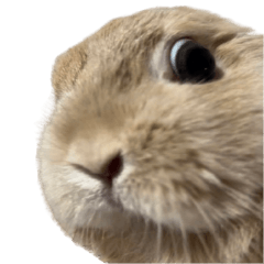 HappyBunily 3