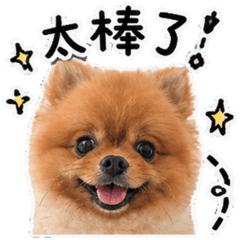 可愛博美妮妮真實版