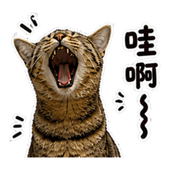 嘎咪咪是狸花貓2