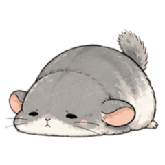Chinchilla Chinchi